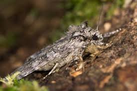 Attēlu rezultāti vaicājumam “Polia nebulosa”