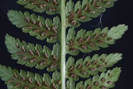 Attēlu rezultāti vaicājumam “Athyrium filix-femina”