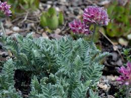 Image result for Anthyllis vulneraria rubra