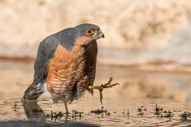 Attēlu rezultāti vaicājumam “Accipiter nisus”