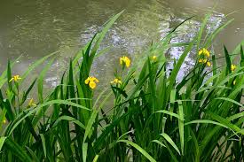 Attēlu rezultāti vaicājumam “Iris pseudacorus leaf”