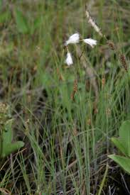 Attēlu rezultāti vaicājumam “Eriophorum gracile leaf”