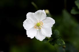 Attēlu rezultāti vaicājumam “Milium effusum flower”