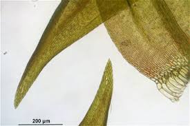 Attēlu rezultāti vaicājumam “Warnstorfia exannulata”