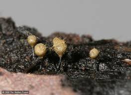 Attēlu rezultāti vaicājumam “Hemitrichia decipiens spores”