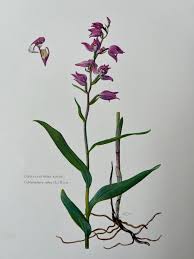 Attēlu rezultāti vaicājumam “Cephalanthera rubra leaf”