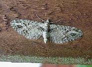 Attēlu rezultāti vaicājumam “Eupithecia exiguata”