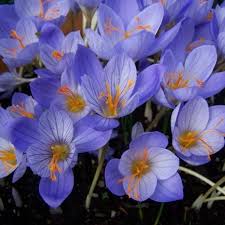 Attēlu rezultāti vaicājumam “Crocus speciosus”
