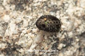 Attēlu rezultāti vaicājumam “Cytilus sericeus”