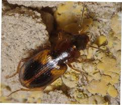 Attēlu rezultāti vaicājumam “Acupalpus flavicollis”