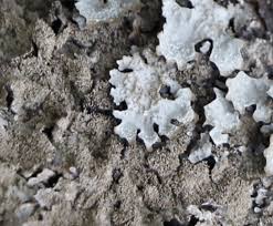 Attēlu rezultāti vaicājumam “Parmelia serrana”