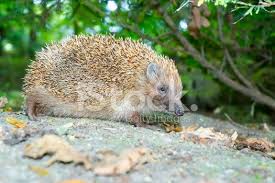 Attēlu rezultāti vaicājumam “Erinaceus roumanicus”