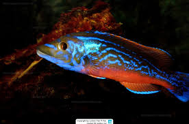 Image result for Labrus mixtus