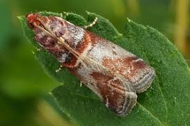 Attēlu rezultāti vaicājumam “Acrobasis advenella”