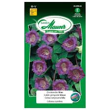 Image result for Glockenrebe