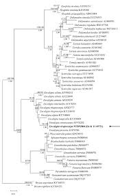 Attēlu rezultāti vaicājumam “Encalypta streptocarpa”
