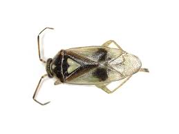 Attēlu rezultāti vaicājumam “Orthops campestris”