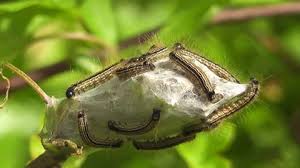 Attēlu rezultāti vaicājumam “Malacosoma neustria larva”
