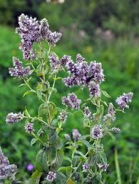Attēlu rezultāti vaicājumam “Mentha longifolia flower”