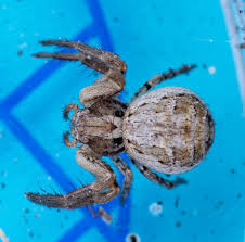 Attēlu rezultāti vaicājumam “Xysticus cristatus”