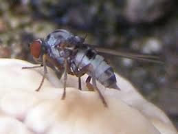 Attēlu rezultāti vaicājumam “Platypezidae”