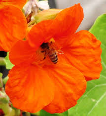 Attēlu rezultāti vaicājumam “Tropaeolum majus bud”