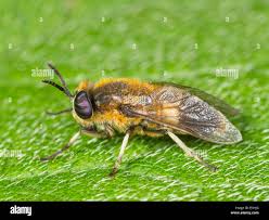 Attēlu rezultāti vaicājumam “Heptatoma pellucens”