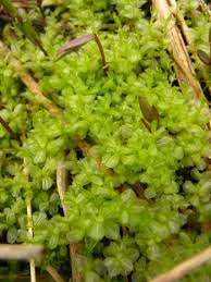 Attēlu rezultāti vaicājumam “Rhizomnium punctatum”