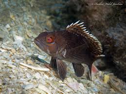 Image result for Centropristis striata