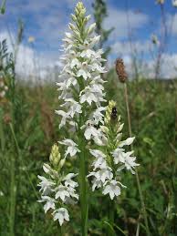 Attēlu rezultāti vaicājumam “Dactylorhiza fuchsii flower”