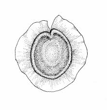 Attēlu rezultāti vaicājumam “Spergula morisonii”