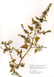 Attēlu rezultāti vaicājumam “Atriplex calotheca”