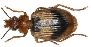 Attēlu rezultāti vaicājumam “Lebia chlorocephala”