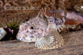 Image result for Myoxocephalus scorpius