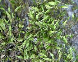Attēlu rezultāti vaicājumam “Bryum caespiticium sporophyte”