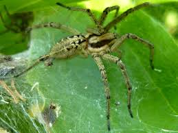 Attēlu rezultāti vaicājumam “Agelena labyrinthica”