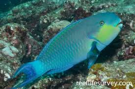 Image result for Chlorurus perspicillatus