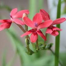 Attēlu rezultāti vaicājumam “Lophozia laxa”