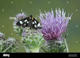 Attēlu rezultāti vaicājumam “Anania funebris”