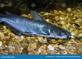 Image result for Ictalurus punctatus