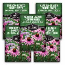 Image result for Echinacea angustifolia