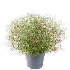 Attēlu rezultāti vaicājumam “Gypsophila muralis”