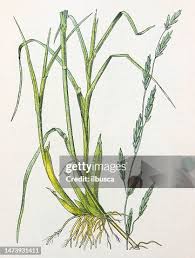 Attēlu rezultāti vaicājumam “Glyceria fluitans leaf”