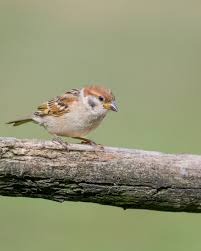 Image result for Passer montanus