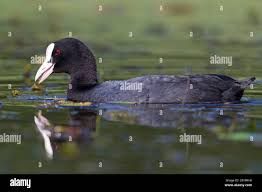 Attēlu rezultāti vaicājumam “Fulica atra adult”