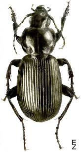 Attēlu rezultāti vaicājumam “Pterostichus aethiops”