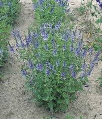 Image result for Veronica teucrium