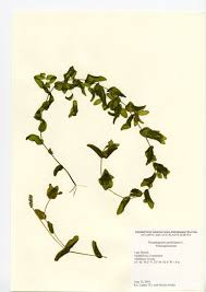 Attēlu rezultāti vaicājumam “Potamogeton perfoliatus flower”