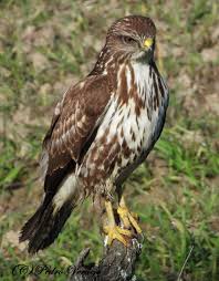 Attēlu rezultāti vaicājumam “Buteo buteo”