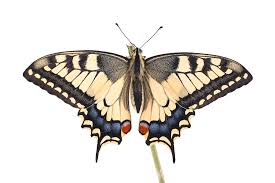 Attēlu rezultāti vaicājumam “Papilio machaon underside”